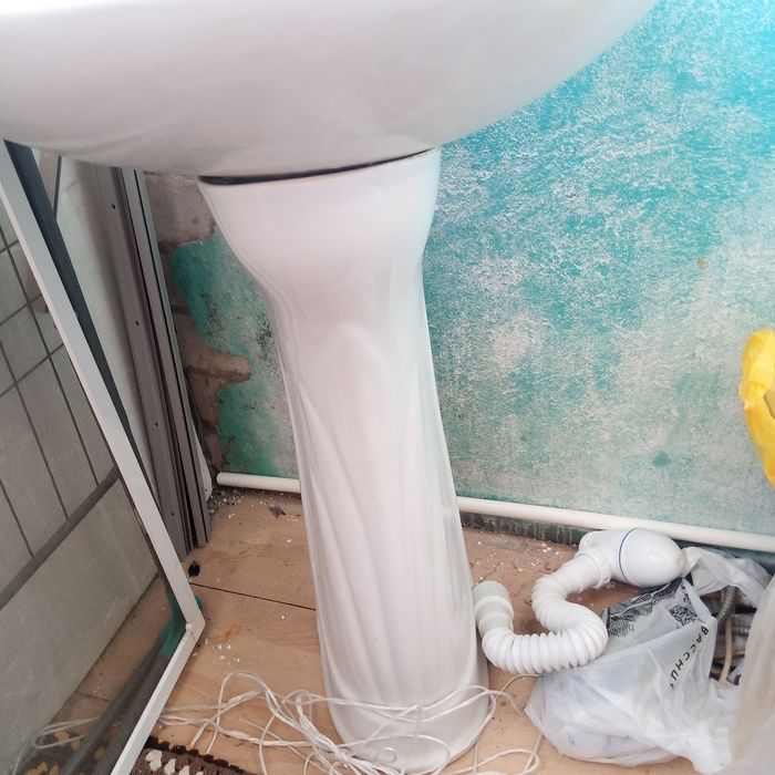 Раковина тюльпан