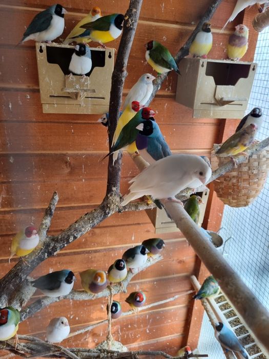 Pasari Gould Amandine