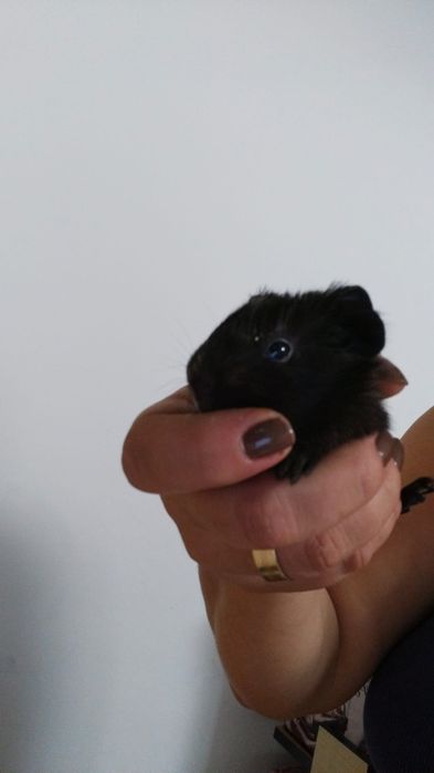 Porcușor de guineea