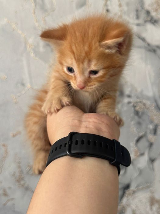 Отдам котят в добрые руки 2 девочки 2 мальчика