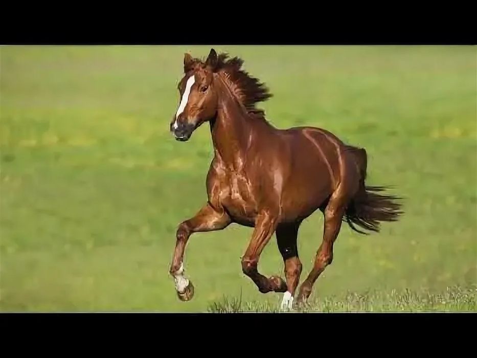Семыз жылкы мясо конины согым
