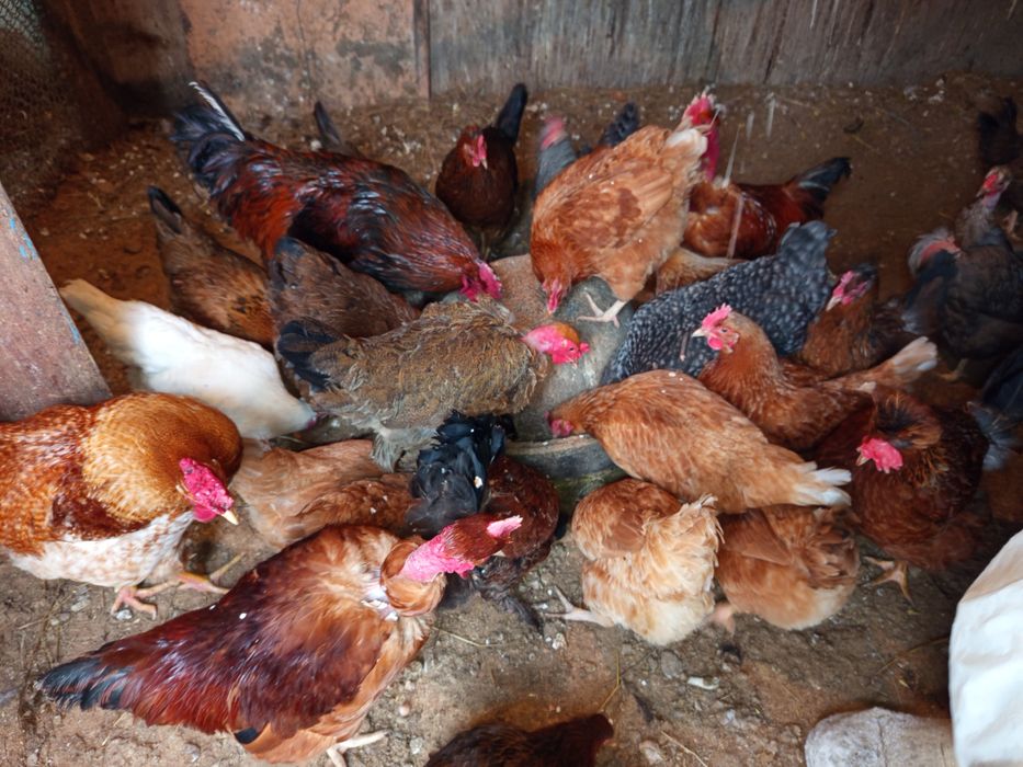 Инкубационные яйца