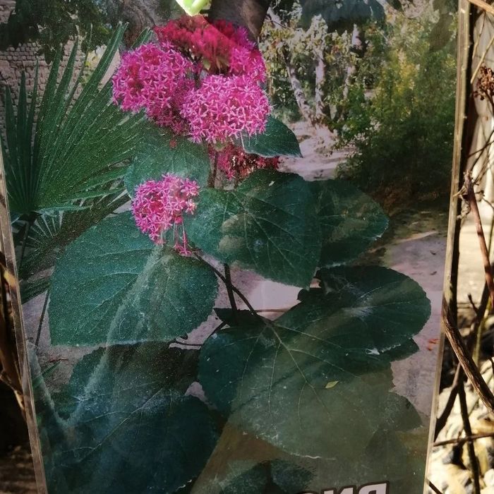 Manzarali Gul Daraxtlar Klon chinor gujum terak malva