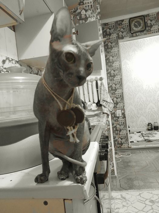 Сфинкс на вязку. Донской сфинкс