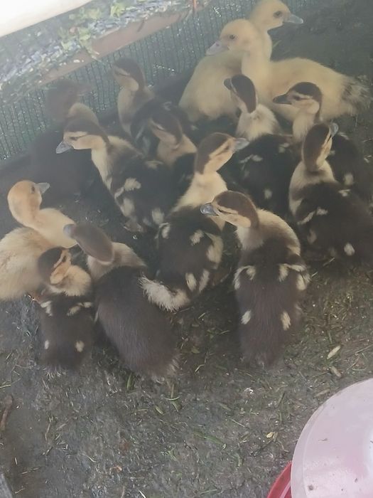 Rățuște mute de țară
