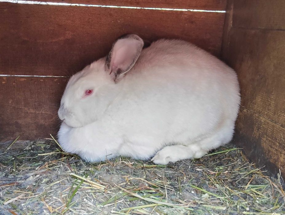Vând o femelă de iepure adultă