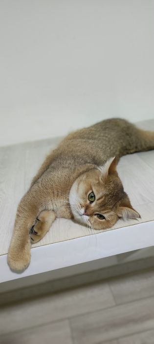 КотятТки БриТашкИ ЗолоТистЫе 9 мес