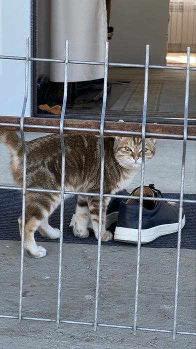 Кошка 6 мес девочка