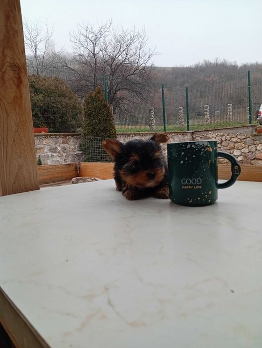 Продавам йоркширски териер