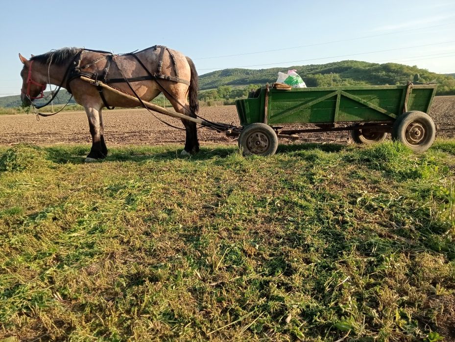 Mânză de  vânzare