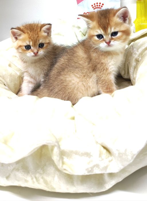 Британские кошечки и котики