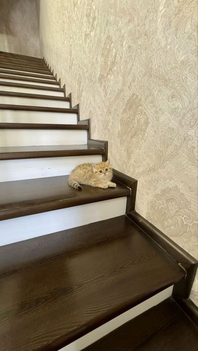 Продаётся чистокровный котята