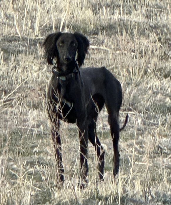 Казахская тазы щенки