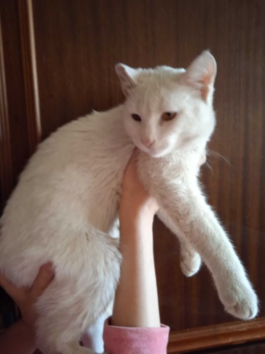 Белый кот турецкая ангора - 8 месяцев.