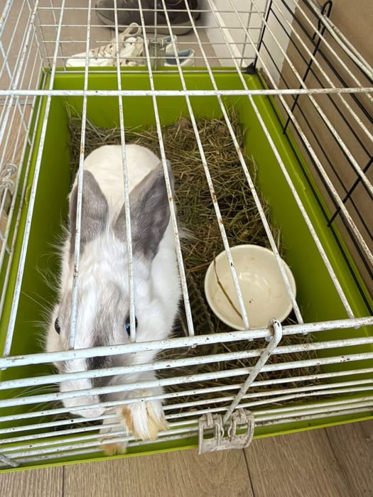 Продам кролика домашнего