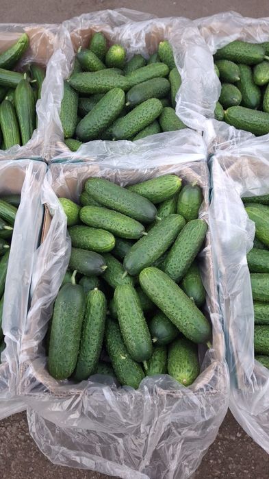 Тепличные огурцы крупные 2сорт,доставка в черте города Алматы