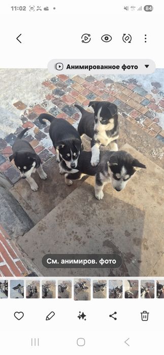 Хаски щенки  красивые