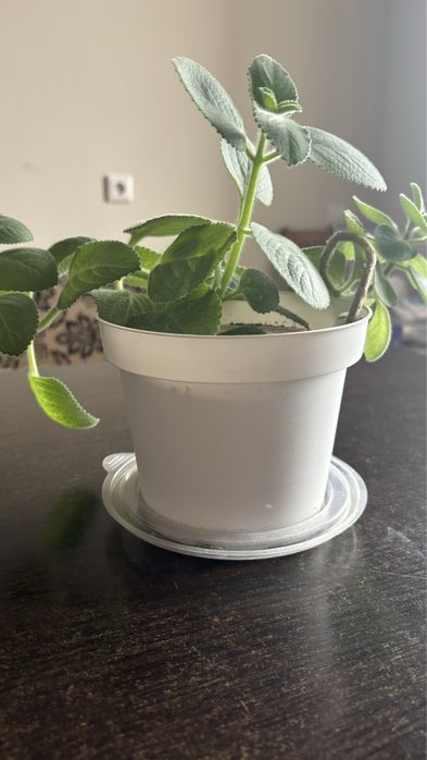 Продам комнатную мяту