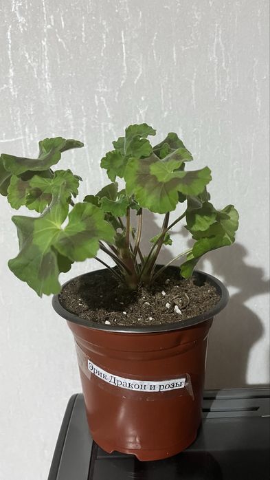 Продам черенки сортовых пеларгоний