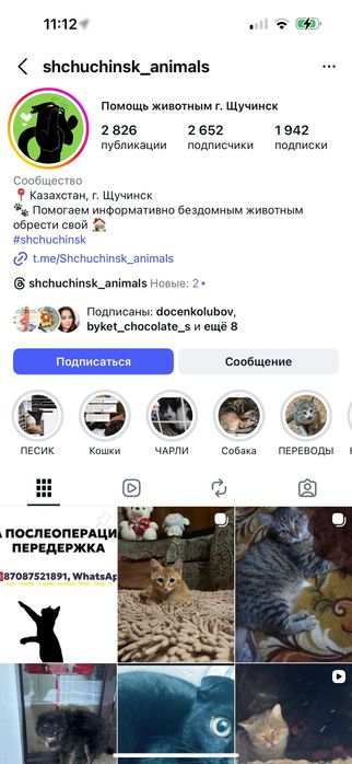 Котята бесплатно