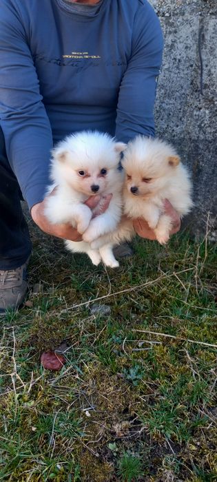 Продавам Померан