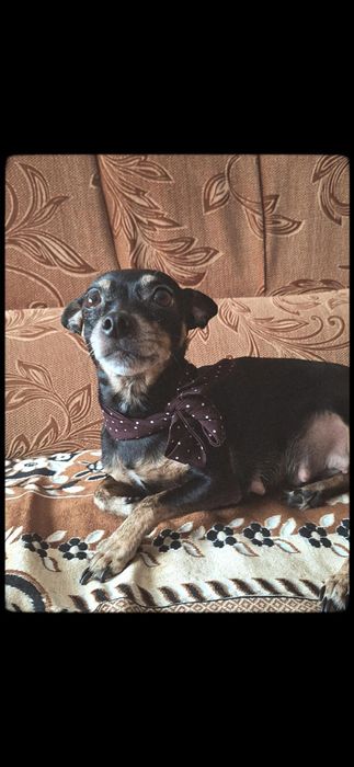 Отдам собачку в добрые руки