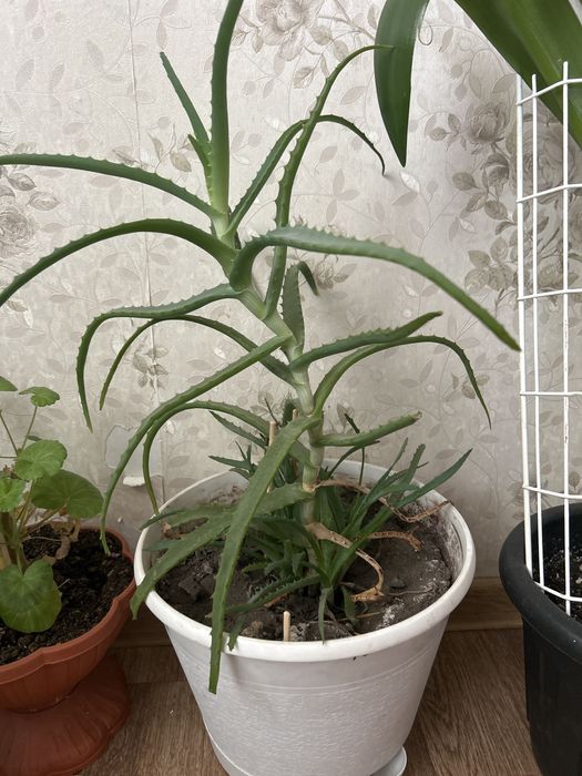 Комнатные растения