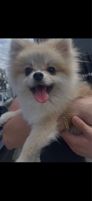 Adoptie responsabila baietel poneranian