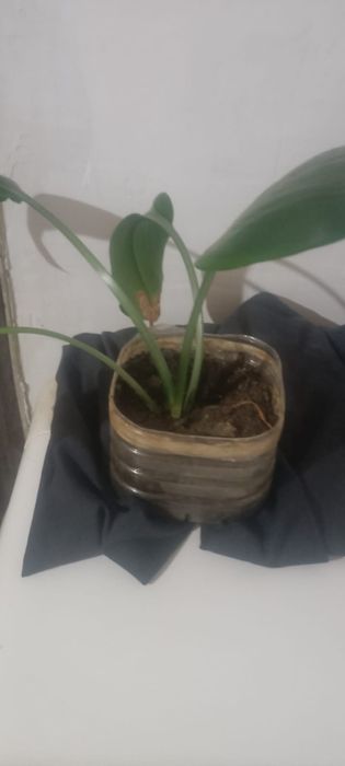 Продам комнатные цветы