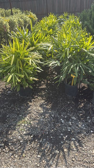 Palmieri rezistenti multi trunchi