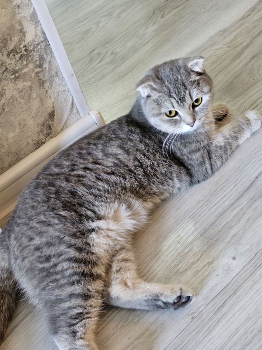 Кошка Шотландский вислоухий