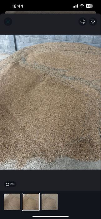 Vand grau, porumb productie 2025