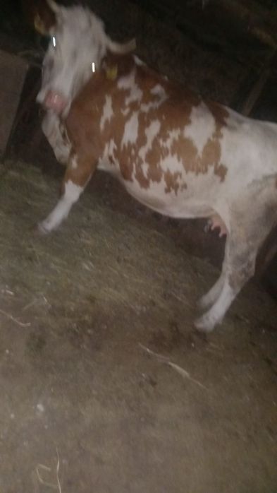 Vaca de vanzare,
