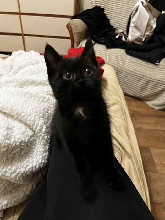 Котенок маленький