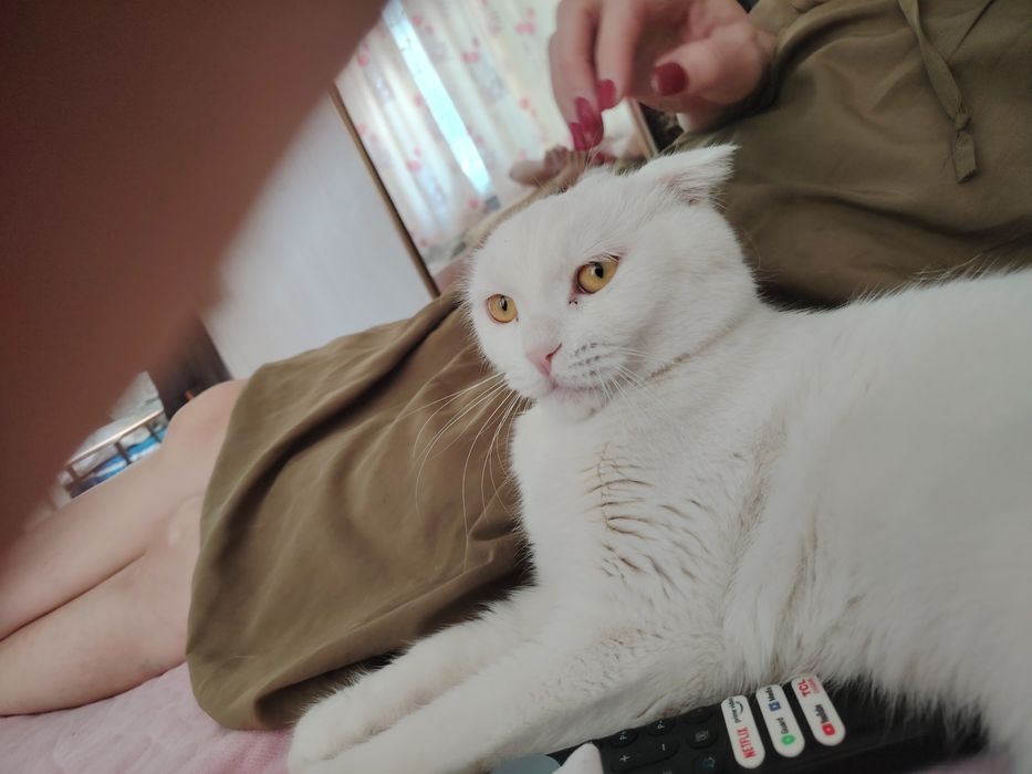 Отдам кота в хорошие руки, Максвелл