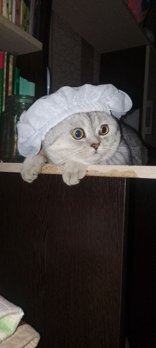 Кот ждёт кошку для вязки