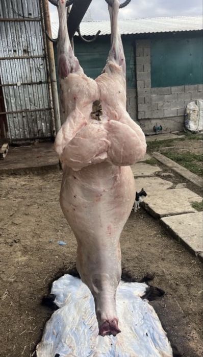 Құрбан айтқа қой тоқтылар сатылады