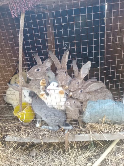 Продам кроликов разных возрастов