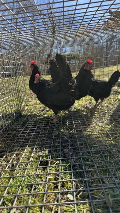 Oua de incubat Gaini pitice / liliput