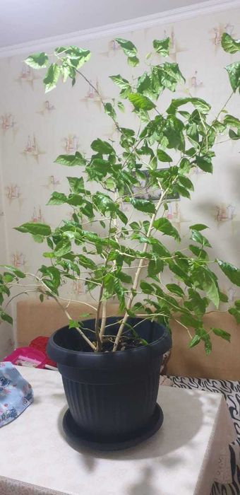 Продаю домашние цветы