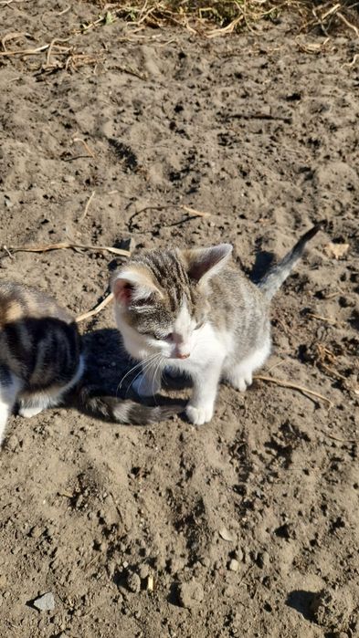 Отдам котят бесплатно
