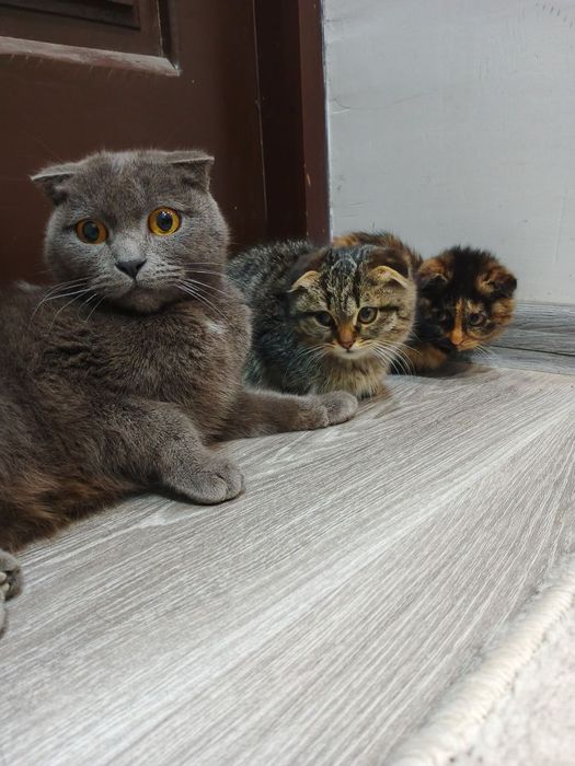 Skottish fold 3 oylik og'il bola sog'lom