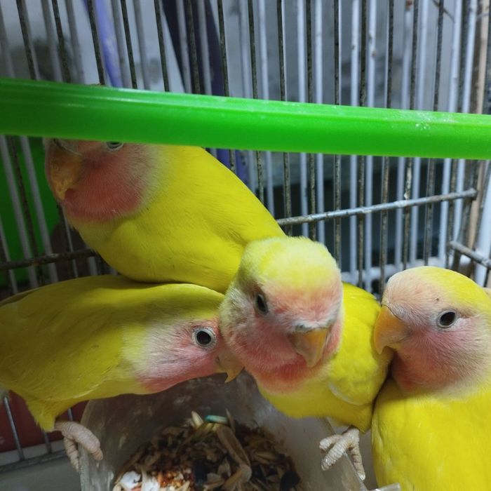 Продаются неразлучники жёлтые