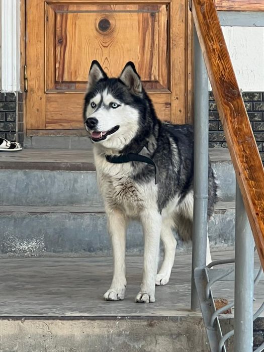 Сибирский хаски.