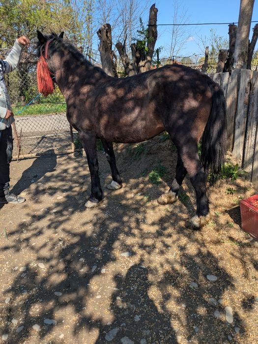 Vând iapă de opt ani