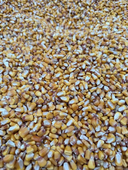 Продавам царевица