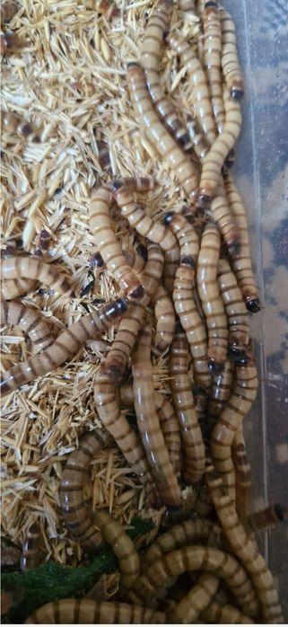 Viermi de faina Superworms