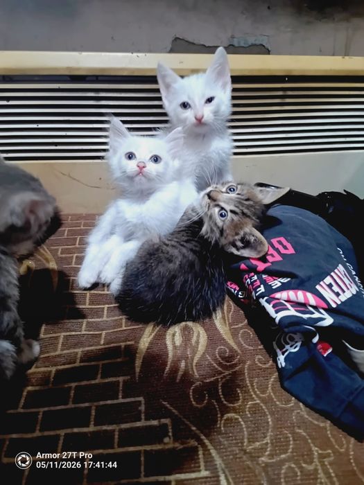 Отдам котят бесплатно срочно!!