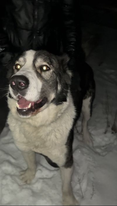 Вязка кобель.       .