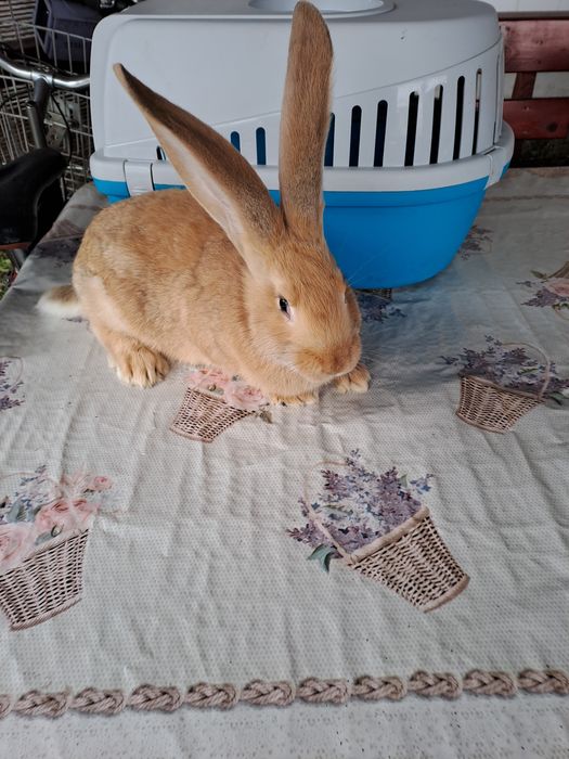 Urias german galben si negru